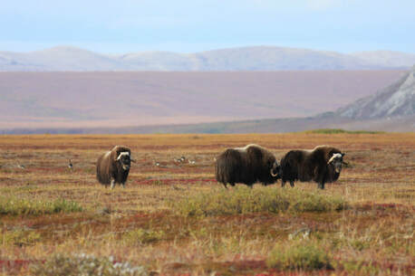 Three buffalos standing in a plain with mountains in the background